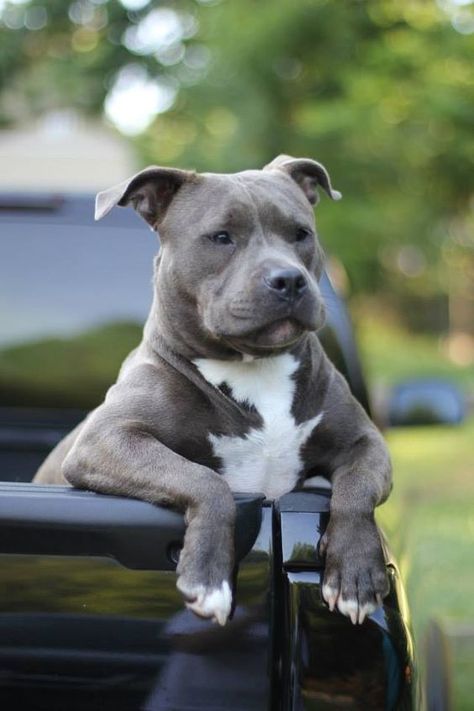 Help spread education, compassion, and the good honest truth... Staffordshire Terriers, Pitbull Puppies, Staffordshire Bull Terrier, Bully Breeds, Cane Corso, Pitbull Dog, Pitbull Terrier, Doberman, Beautiful Dogs