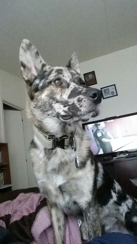 Rosco German Shepherd mixed with australian cattle dog Panda German Shepherd, Australian Shepherd Red Tri, Blue German Shepherd, Doberman Mix, German Shepherd Training, German Shepherd Funny, Dog White, Spoiled Dogs, Dog Red