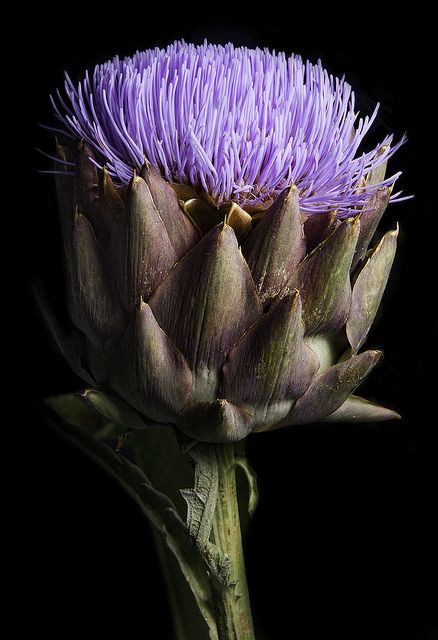 Floral Photography Art, Painting Prompts, Artichoke Flower, Purple Flowering Plants, Off Camera Flash, Flower Close Up, Floral Photography, County Fair, San Diego County