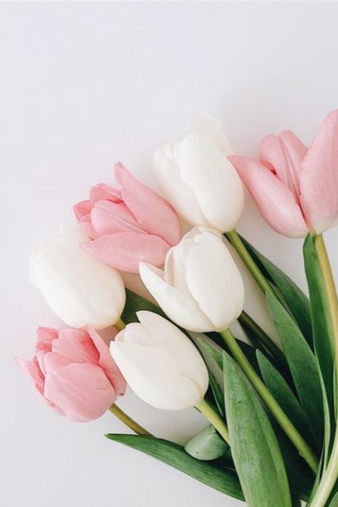 Pink And White Tulips, White Tulips, Pink Tulips, Pink And White, Tulips, White Background, Iphone, Green, Pink