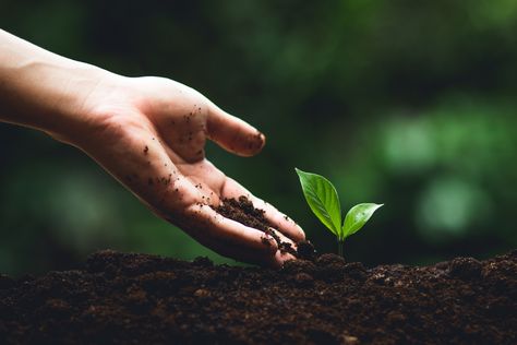 Why soil is one of our most valuable natural resources and what you can do to support it. Tree Desktop Wallpaper, Quotes Food, Health Drinks Recipes, Mottos To Live By, Health Diet Plan, Soil Testing, Health Design, Plant Health, Food Diet