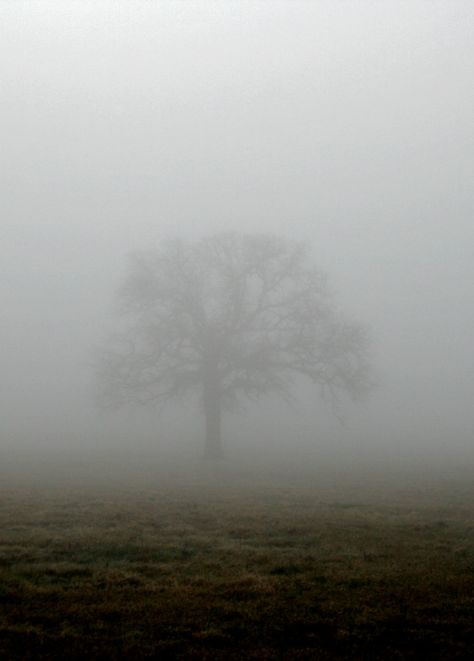 ! See The Good In Everything, Preston England, Picture Tree, See The Good, Lone Tree, Good Bones, Daniel Craig, Pictures To Paint, Watercolor Landscape