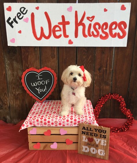 Valentines Day Dog Photo Puppy Valentines, Animal Photoshoot, Valentine Photo Shoot, Puppy Photography, Dog Calendar, Valentine Picture, Valentines Day Pictures, Valentines Day Dog, Dog Photoshoot