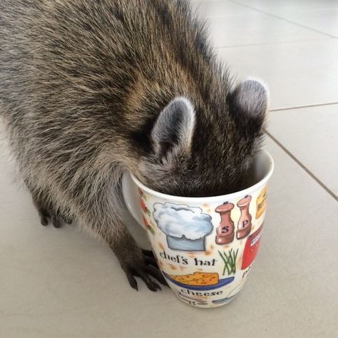 It's a coffee kind of morning. #baby #babygirl #babyraccoon #racoon #rescue #love #monday #mondayblues #islandgirl #coffee #socute #love #petsofinstagram #animalsofinstagram #weeklyfluff Baby Raccoon, Trash Panda, Monday Blues, Racoon, Island Girl, Coffee Love, A Coffee, Coffee, Animals