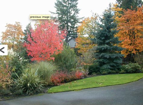 mixed border Mixed Tree Border, Circular Driveway Design, Clean Landscaping, Tree Hedge, Privacy Planting, Privacy From Neighbors, Amur Maple, Boulder Garden, Tree Border