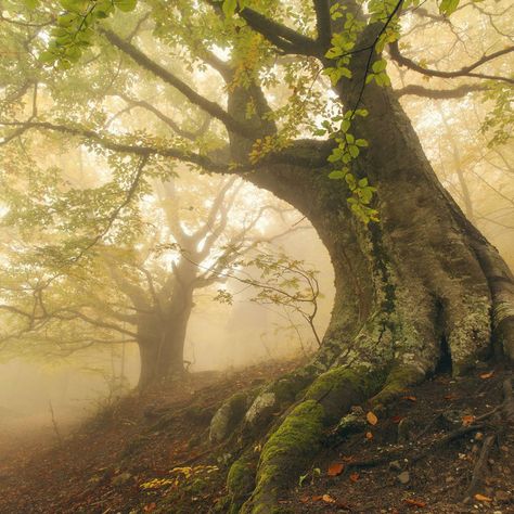 Beech forest by MariaBabintseva Witch's House, Weird Trees, Earth Photography, Incredible Photos, Haunted Forest, Mystery Pictures, World Photography, Magical Forest, Enchanted Forest