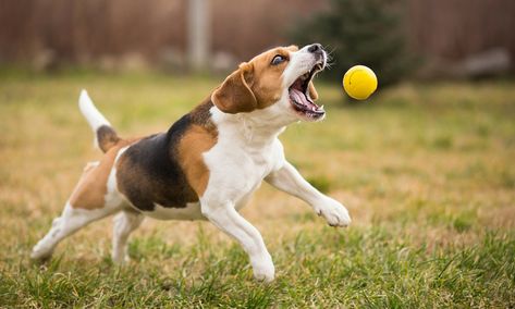 How to Use and Choose Effective Rewards to Train Your Puppy or Dog - The Happy Puppy Site Dog Playing Fetch, Dog Toys Indestructable, Dog Playing, National Pet Day, Dog Toy Ball, Dog Puzzles, Dog Ball, Interactive Dog Toys, Pet Day