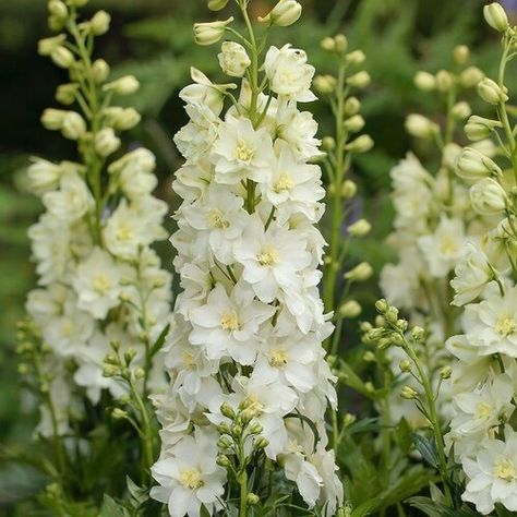 Delgenius™ 'Neva' - larkspur - Delphinium x hybridus | Proven Winners White Larkspur, Plants For Small Gardens, Perennial Bulbs, Cottage Garden Plants, Garden Bulbs, Ground Cover Plants, Pollinator Garden, Flower Spike, Herbaceous Perennials