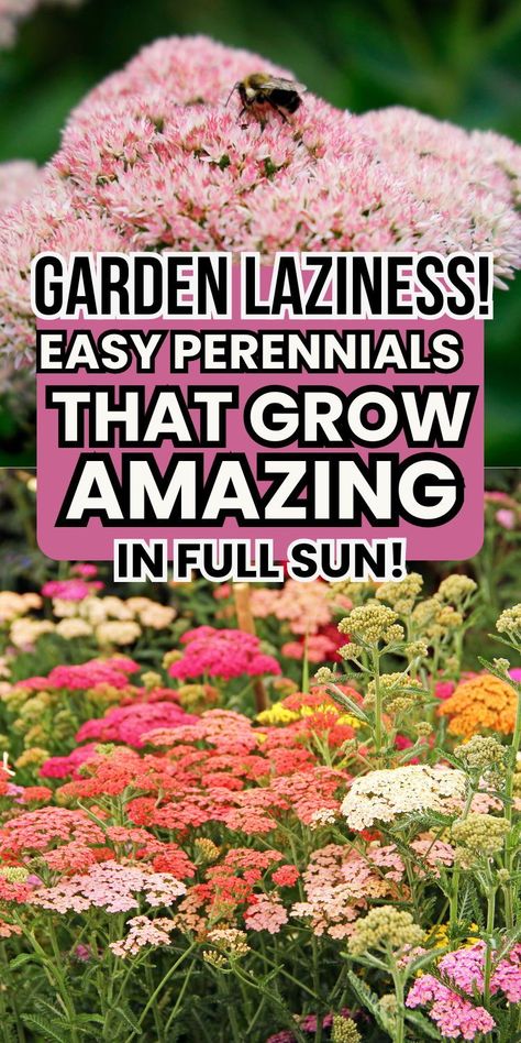 Tired of high-maintenance plants? These full sun perennials are the answer to your gardening woes! Easy to grow and perfect for busy schedules. Say goodbye to constant watering and hello to vibrant blooms all season long. Full Sun Low Water Perennials, Low Lying Perennials Full Sun, Sun Loving Perennials Landscapes, Plants That Can Handle Full Sun And Heat, Best Full Sun Plants Landscapes, Full Sun Flower Bed Ideas Design, Best Perennials For Full Sun, Full Sun Plants Landscaping, Perennial Garden Ideas Full Sun