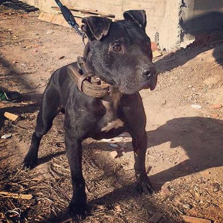 GameDogs Pedigree: LEGION'S (SF'S) CH TOMY 3xW 1xLG B.I.S D.O.Y ( Romania ) Game Bred Pitbulls, Pitbull Bloodlines, Black Pitbull, Pitbull Dogs, Dirty South, Dog Line, Dog Games, American Pitbull, Bully Dog