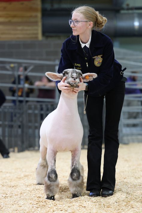 Sheep Showing Tips, Ffa Sheep, Goat Tips, Ffa Lamb, Lamb Showing, Show Lambs, Sheep Showing, Show Sheep, Livestock Photography