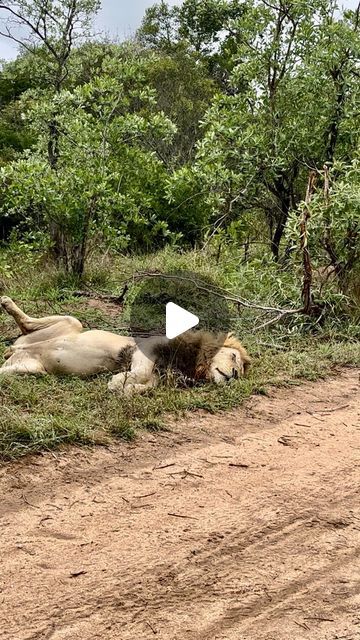 Funny Wild Animals, Baby Lion Cubs, Unlikely Animal Friends, Wild Animals Videos, Pet Lion, Female Lion, Wild Animals Photography, Lion Family, Amazing Animal Pictures