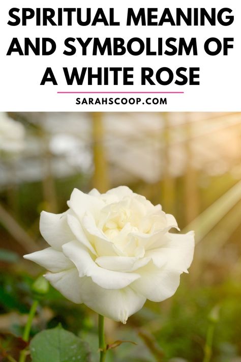 White Rose Tattoo, Harry And The Hendersons, White Rose Tattoos, Christmas Tale, White Tattoo, Spiritual Meaning, Rose Tattoo, Tattoos With Meaning, White Rose