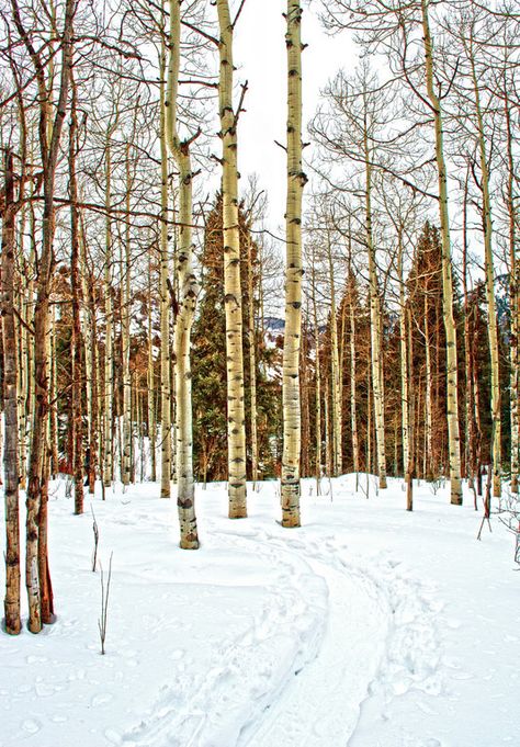 Vail snow shoeing Corialanious Snow, Snow On Mt Silver, Vail Colorado Winter Photography, Snow Shoeing, Westport Ct, Vail Colorado, Snow Shoes, Book Photography, Where To Go