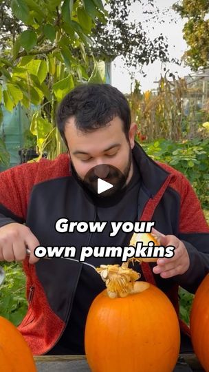 756K views · 59K reactions | Today we are back and I am showing you a fun way to save the seeds from your Halloween pumpkins, and use them to grow your very own pumpkin patch at home. 

This weekend and next week lots of us will be carving pumpkins, but instead of throwing away the seeds let’s keep them to grow our own at home. Pumpkins can be grown in the ground in your garden or in a large pot. Wherever you are growing them, just make sure they are well fed with good compost and liquid seaweed every two weeks. 

When it comes to saving seeds, you can end up with a slightly different variety from the plant you saved the seed from, but for me that is part of the fun! Last year we saved seed from giant pumpkins from the pumpkin patch and grew our own giants! However yours might be slightly Pumpkin Seeds Planting, Pumpkin Patch At Home, Grow Pumpkins From Seeds, Veggies Garden, Saving Seeds, Pumpkin Seed Recipes, Giant Pumpkin, Carving Pumpkins, Growing Pumpkins