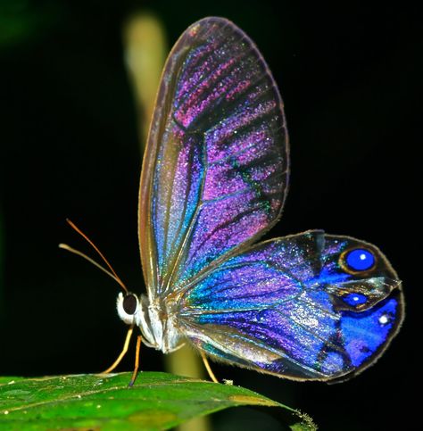 clearwing (Cithaerias sp.) | Photo by Egbert, guide at Iwokr… | Flickr Glasswing Butterfly, Kids Notes, Night Hiking, Butterfly Species, Pit Viper, Close Up Photo, Beautiful Bugs, Butterfly Painting, Close Up Photos