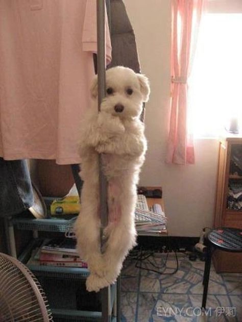 This pole-dancing dog. "Daddy wasn't around and Mama was a drunken bitch." Don't Judge Me, Judge Me, Bichon Frise, Don't Judge, Pole Dance, Baby Dogs, Pole Dancing, 귀여운 동물, Upside Down