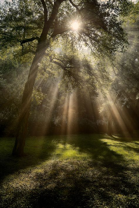 ~~il senso della vita | the meaning of life | crepuscular rays through the trees by Marco Damilano~~ Vision Quest, Light Study, Round The World, School Project, Green Nature, Natural Phenomena, Meaning Of Life, Cool Backgrounds, Beautiful Tree