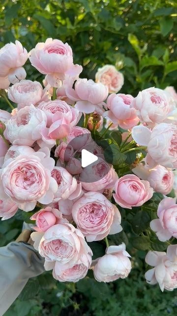 Panat on Instagram: "The Queen of Sweden from @david_austin_roses   #davidaustinroses  #rose #roseofinstagram #roses #roses🌹 #grownotflown #cutflowergarden #cutflowergarden #cutflowers #cutflowersfrommygarden #homegrown #homegrownflowers #astilbe #oryala #flowers #flowersofinstagram #flowerstagram #flowerarrangement #homegarden #gardening #rosegarden #rosegardener #rose #roses🌹 #roses #davidaustinroses #backyard #backyardgarden #thegardenmagazine" Abraham Darby Rose David Austin, David Austin Roses Garden, Abraham Darby Rose, Queen Of Sweden Rose, Garden Rose Bouquet, Queen Of Sweden, Rose Garden Design, Backyard Gardens, Cut Flower Garden