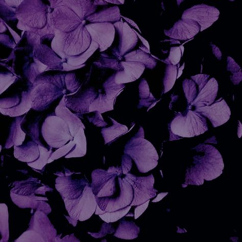 Color Gradients, Yennefer Of Vengerberg, Midnight Garden, Dark Flowers, Colorful Life, Bonsai Plants, All Things Purple, Deco Floral, Color Inspo