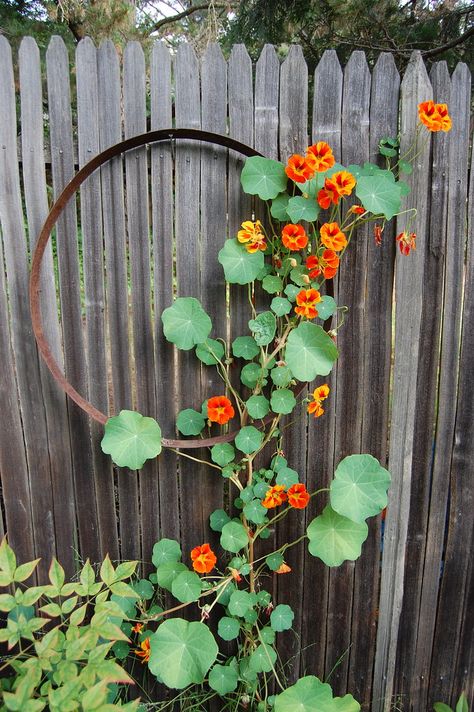 Climbing nasturtium Nasturtium Climbing, Garden Nasturtium, Outdoor Bath, Low Maintenance Garden, Bedroom Plants, Climbing Plants, Kingfisher, Gardening Ideas, Japanese Garden