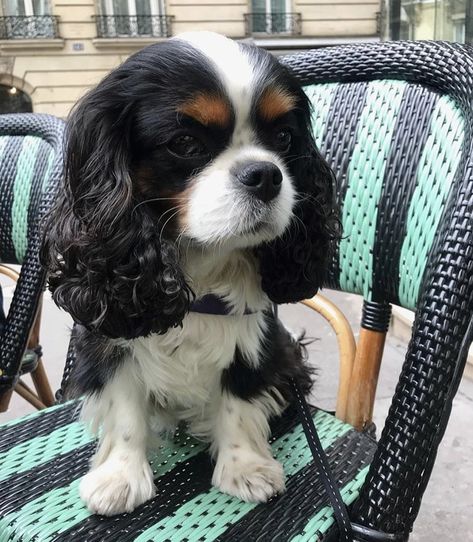 Cavalier King Spaniel, King Spaniel, Cavalier Dog, King Charles Puppy, Cavalier King Charles Dog, Cavalier Puppy, King Charles Dog, Charles Ii, King Charles Cavalier Spaniel Puppy