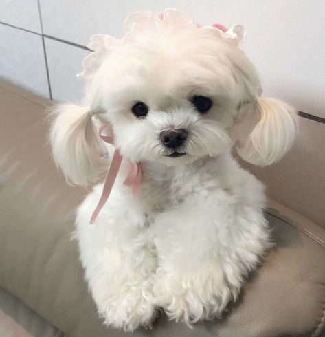 Plumeria Tree, Cute Animals Puppies, Bob Haircut For Fine Hair, Maltese Dogs, Haircuts For Fine Hair, Bob Haircut, Maltese, Fine Hair, Cute Puppies