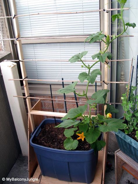 Homemade sturdy pumpkin container trellis Pumpkins In Containers, Pumpkin Trellis, Planting Pumpkins, Survival Garden, Growing Pumpkins, Landscaping Garden, Survival Gardening, Deck Garden, Food Garden