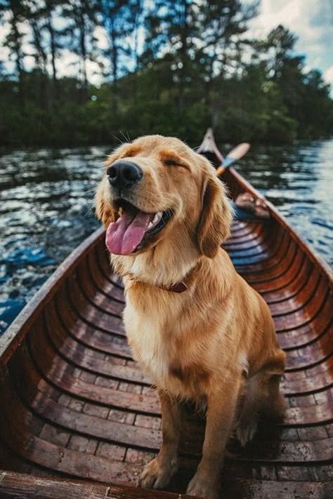 Dogs Are God's Art And Here Are 15 Majestic Photos To Prove It Golden Retriever Photography, Chien Golden Retriever, Golden Retriever Mix, Cute Dogs And Puppies, Burger Recipes, Dog Photography, Golden Retrievers, Animal Love, Cute Kittens