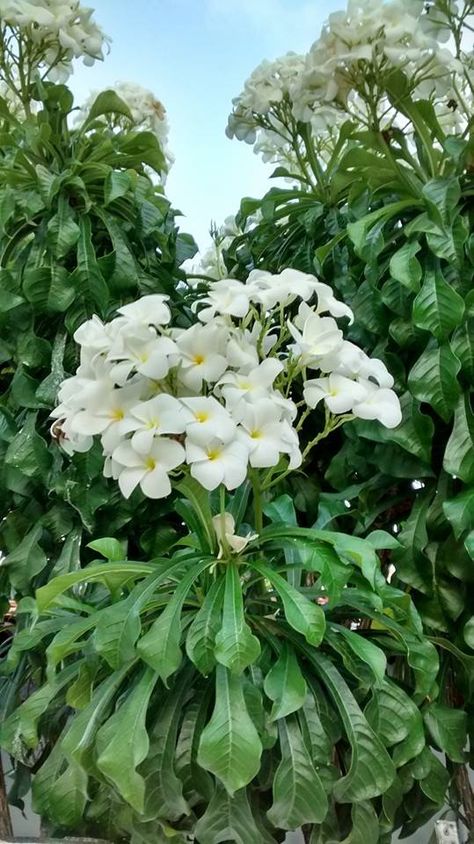 É chamada de 'buquê de noiva' ou de 'jasmim do Caribe'. Quando cortada solta um leite tóxico que queima a pele (tanto a flor quanto caule ou folha). Plumeria Pudica, Holiday Song, Beautiful White Flowers, Flower Magic, Alessia Cara, Botany, Pretty Flowers, Garden Projects, White Flowers