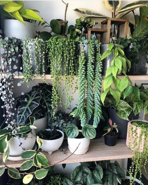 Best Hanging Plants Indoor, Plants Poisonous To Dogs, Kaktus Dan Sukulen, Koti Diy, Hanging Plants Diy, نباتات منزلية, Mosquito Repelling Plants, Hanging Plants Indoor, Indoor Gardens