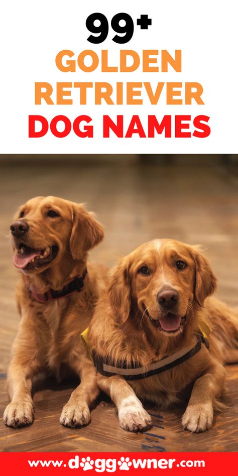 Female Golden Retriever Names, Golden Retriever Names Male, Cute Male Puppy Names, Golden Retriever Puppy Names, Golden Retriever Dog Names, Red Golden Retrievers, Most Popular Dog Names, Golden Retriever Girl, Funny Dog Names