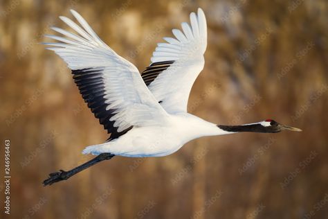 Red-crowned crane bird dancing on snow and flying in Kushiro, Hokkaido island, Japan in winter season Stock Photo | Adobe Stock Bird Dancing, Japan In Winter, Crane Flying, 1000 Cranes, Red Crowned Crane, Crane Fly, Crowned Crane, Red Crown, Crane Bird