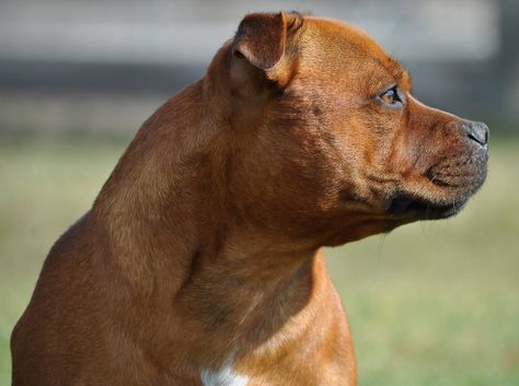 Staffordshire bull terrier Pitbull Side Profile, Stafford Shire Bull Terrier, American Staffordshire Bull Terrier, Red Staffordshire Bull Terrier, English Staffordshire Bull Terrier, Staffy Dog, Am Staff American Staffordshire, Bully Breeds Dogs, Good Anime To Watch