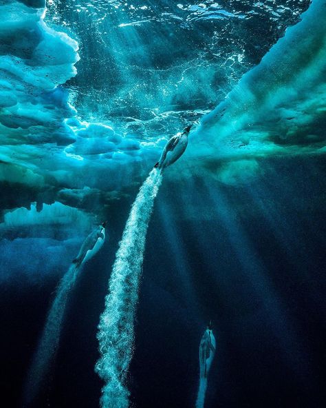 Paul Nicklen on Instagram: “'Propulsion' / Still sore and fragile the morning after a leopard seal confused me with his prey in a case of mistaken identity (I will…” Emperor Penguins, Leopard Seal, Art Of Photography, Animal Activism, Emperor Penguin, Underwater Animals, Southern Ocean, Underwater Photography, Underwater World