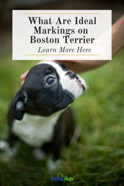 Teacup Boston Terrier, Teacup Terrier, Boston Terrier For Sale, Boston Terrier Accessories, Brindle Boston Terrier, Akc Breeds, Maggie Mae, Boston Terrier Love, Boston Terrier Puppy