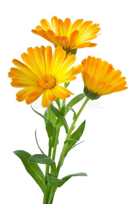 Three calendula flowers. Herbs: Three calendula flowers isolated on the white ba , #AD, #Herbs, #flowers, #calendula, #background, #white #ad Wildflower Drawing, Garden Companion Planting, Calendula Flower, Watercolor Paintings For Beginners, Floral Drawing, Companion Planting, Alam Yang Indah, Botanical Flowers, Flowers Nature