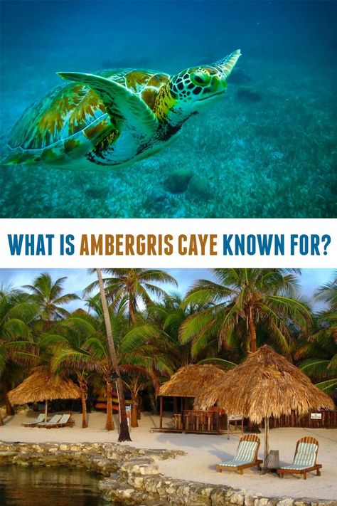 One of Belize’s most prized jewels, Ambergris Caye is like a tourist country in itself, complete with attractions, lovely beaches, luxury resorts, a pier, and an airport. Ambergris Caye’s majesty has long been one of the most recommended must-visit in Belize. Learn about prices, safety, and getting around in this travel guide to Ambergris Caye. Belize Travel Guide, Travel Belize, Belize Beach, Ambergris Caye Belize, Water Bungalow, Belize Resorts, Ambergris Caye, Belize City, Belize Travel