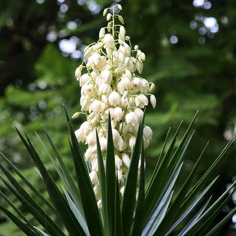 PRICES MAY VARY. Hardiness zone.6-11 Grow.Sow the seeds just under the soil, placing two or three seeds in the center of each seed compartment.Place the tray indoors in a warm, sunny area, ideally between 72 and 90 degrees Fahrenheit. Keep the soil moist and expect your red yucca seeds to germinate in one to three months. Sun.This plant grows best in full sun but will tolerate a little shade. In low light conditions, however, yucca will stretch toward the sun. Soil.Adam's needle needs well-drain Needle Palm, Yucca Filamentosa, Yucca Rostrata, Evergreen Landscape, Fruit Seeds, Tomato Seeds, Grass Seed, Drought Tolerant Plants, Organic Seeds