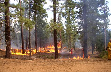 How to build a pond or lake on your property California Wildfire, Earth Sheltered Homes, Building A Pond, Pond Maintenance, Rural Land, Earth Sheltered, Forest And Wildlife, Best Barns, Lawn Care Tips