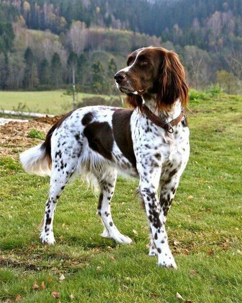 German Pointer > From Germany ........... Use today: Companion, Gundog ....... Colours: Liver / white, black, black / white, Liver German Longhaired Pointer, German Pointer, Regard Animal, Gsp Puppies, German Shorthaired Pointer Dog, Pointer Puppies, Pointer Dog, Spaniel Puppies, English Springer