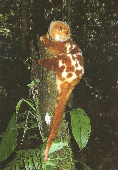 Spilocuscus maculatus - Common Spotted Cuscus #Australia #SpottedCuscus Australian Discount Club support Spotted Cuscus http://www.kangadiscounts.com Cuscus Animal, Spotted Cuscus, Prehensile Tail, Tropical Queensland, Forest Dweller, Cape York, Australia Animals, Australian Wildlife, House Cat