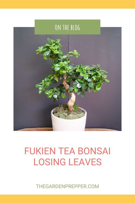 fukien tea bonsai losing leaves Bonsai Meaning, Fukien Tea Bonsai, Bonsai Fruit Tree, Bonsai Care, Bonsai Tree Care, Bonsai Techniques, Indoor Plant Care, Plant Diseases, Miniature Trees