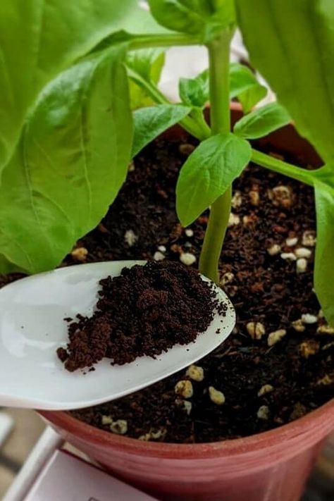 Why Do People Use Coffee Grounds Uses For Coffee Grounds In The Garden, Use For Coffee Grounds, How To Use Coffee Grounds In Plants, Coffee Grounds For House Plants, Coffee Grounds For Plants Indoor, Plants That Like Coffee Grounds, Coffee For Plants Houseplant, Which Plants Like Coffee Grounds, Used Coffee Grounds Uses