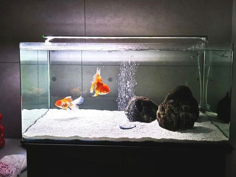 Biorb Fish Tank, Aquaponics Garden, Aquarium Saltwater, Fish Diy, Aquarium Craft, Desktop Aquarium, Oranda Goldfish, Biotope Aquarium, Goldfish Aquarium