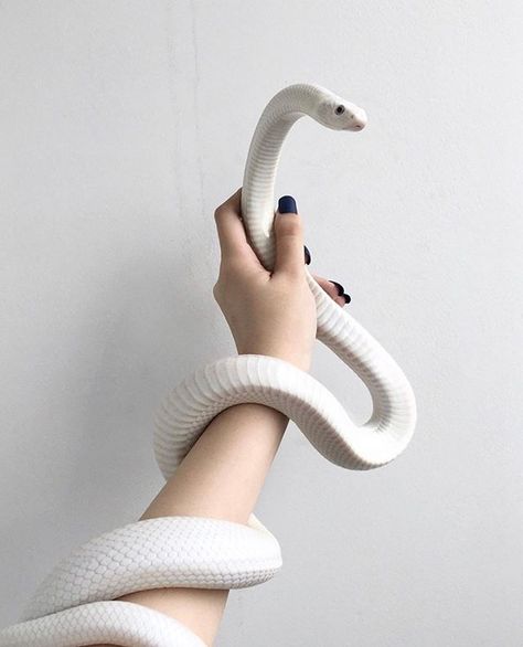 Lou Le Blanc Aesthetic, Baby Barn Owl, Outdoor Pet Enclosure, Snake Painting, Pretty Snakes, Pet Enclosure, Corn Snake, Cute Reptiles, Cute Snake