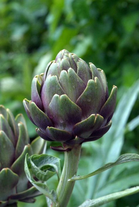 Artichoke Flower, Vegetables Photography, Illustration Botanique, Fruit Photography, Food Painting, Airbrush Art, Botanical Flowers, Food Illustrations, Color Of Life