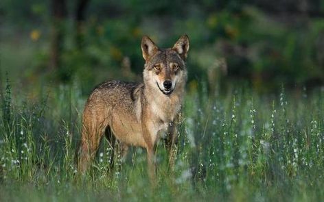 Wolfing down watermelons - The Hindu Indian Wolf, Asiatic Lion, Wolf Husky, Prey Animals, Sloth Bear, Nocturnal Animals, Wolf Head, Wildlife Sanctuary, Grey Wolf