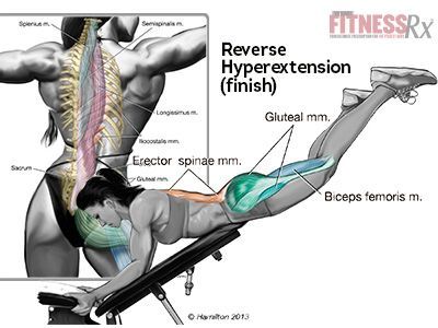 Strengthen Glutes, Reverse Hyper, Hyper Extension, Reverse Hyperextension, Glute Exercise, Fat Ladies, Glute Workout, Leg Extensions, Workout Tips