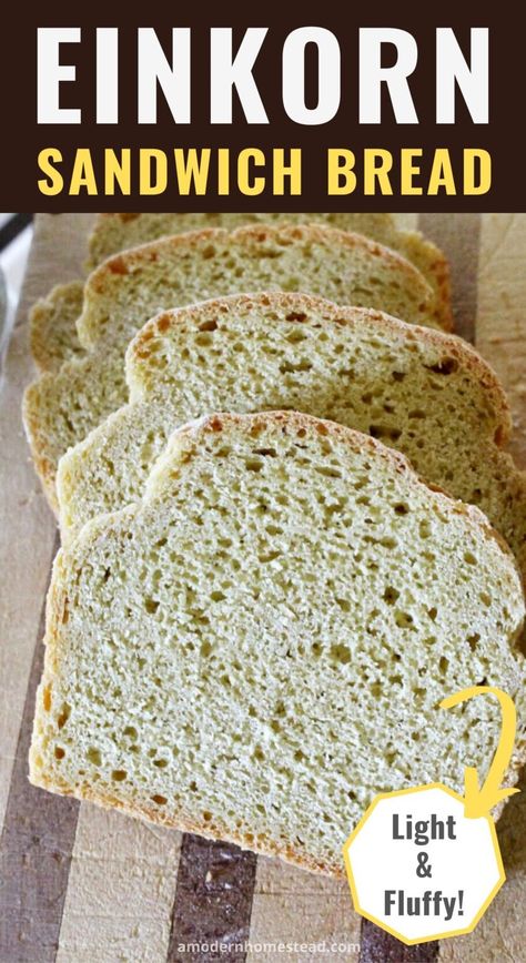 Easy Einkorn Sandwich Bread - No Knead - Perfect for Beginners Einkorn Bread Recipe, Einkorn Flour Recipes, Acorn Pancakes, Einkorn Recipe, Einkorn Sandwich Bread, No Knead Sandwich Bread, Adventure Bread, Sandwhich Bread, Einkorn Bread